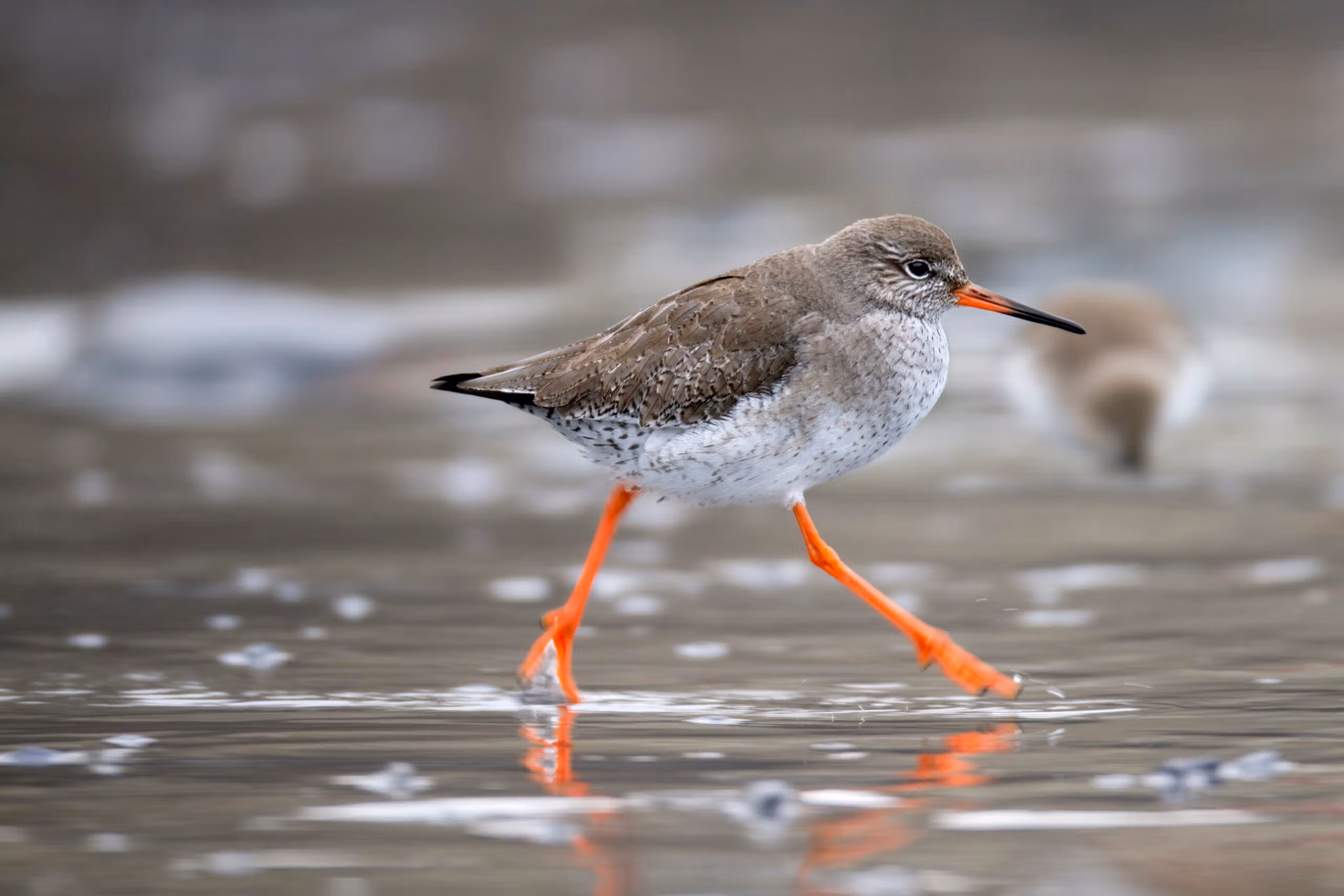 WILD WEST CORNWALL: LOOKING FOR WILDLIFE AT THE HAYLE ESTUARY