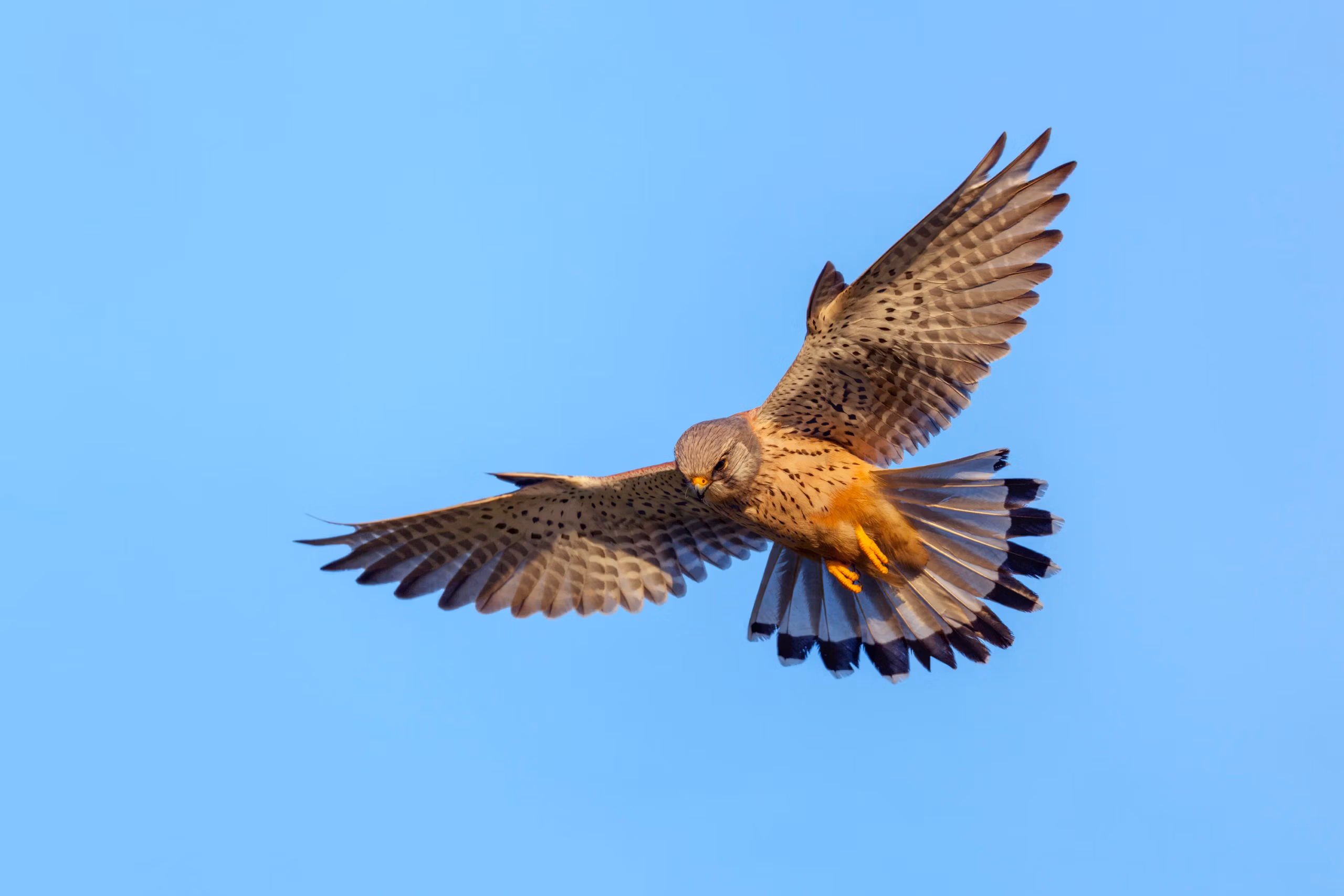 BACK TO NATURE AT THREE MILE BEACH: BIRDS