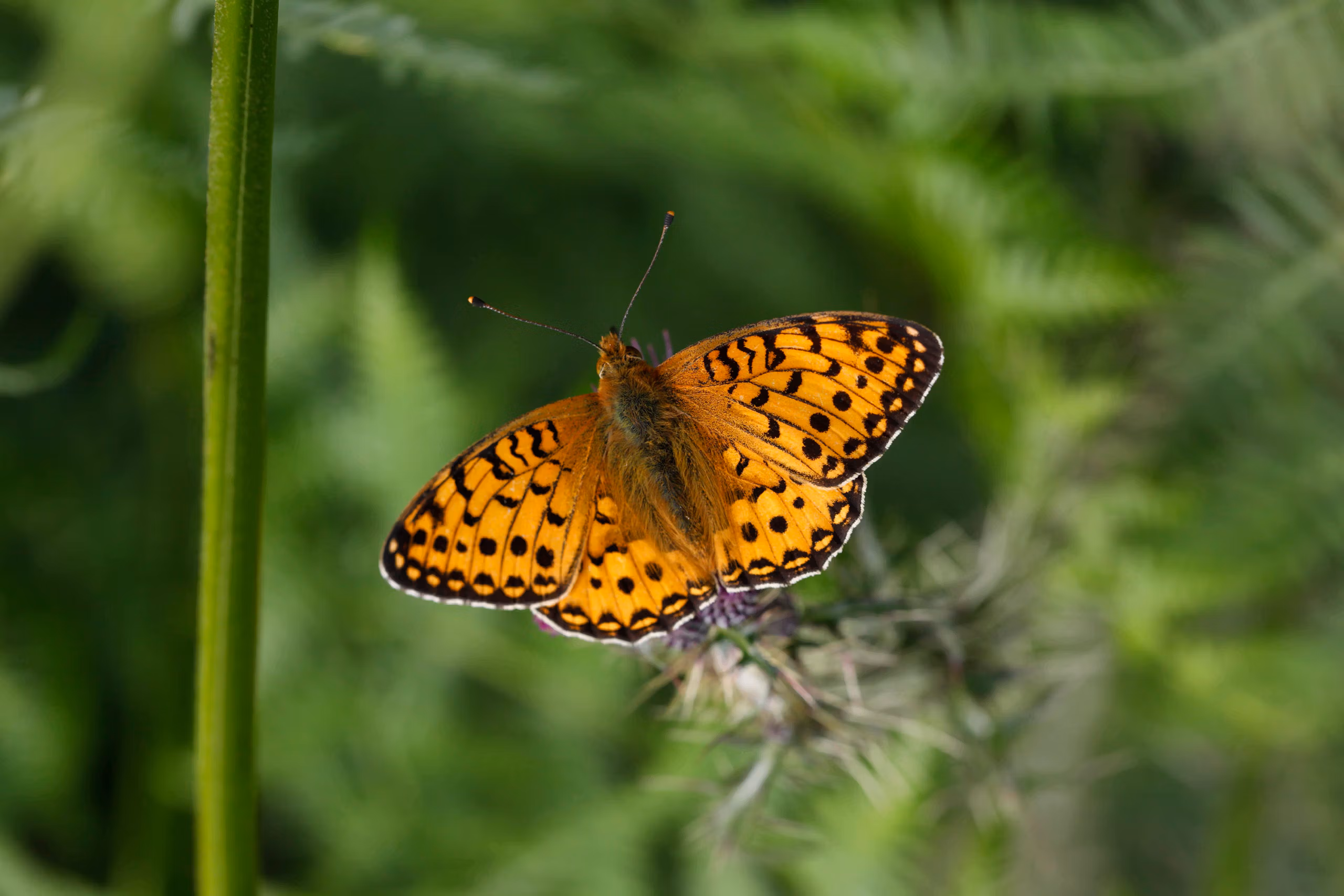 Butterflies, moths and glow-worm