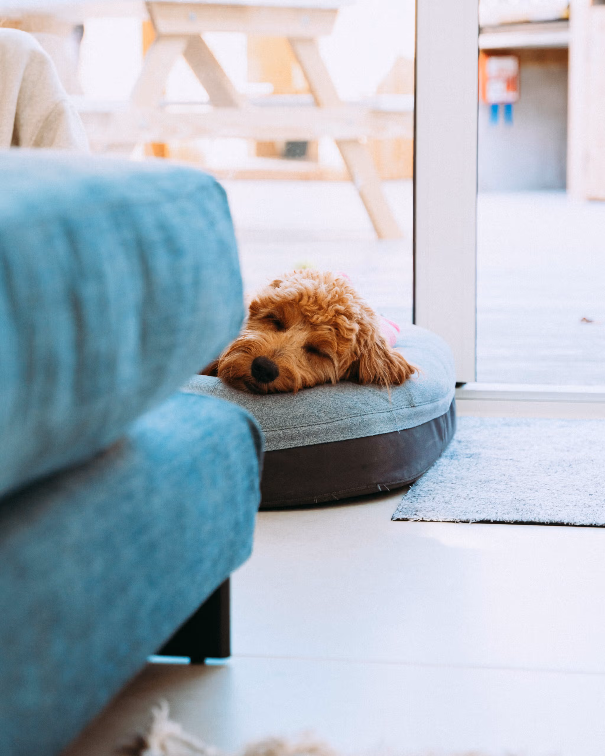 Luxury Dog Friendly Beach Houses In Cornwall