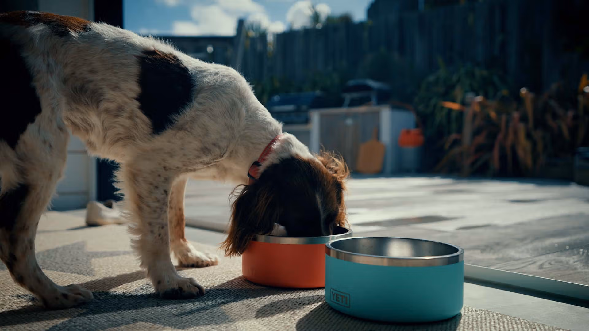 Luxury Dog Friendly Beach Houses In Cornwall