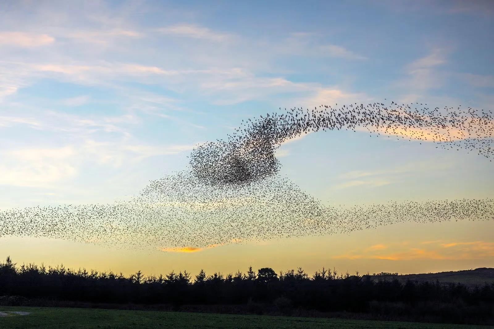 Winter Wildlife
