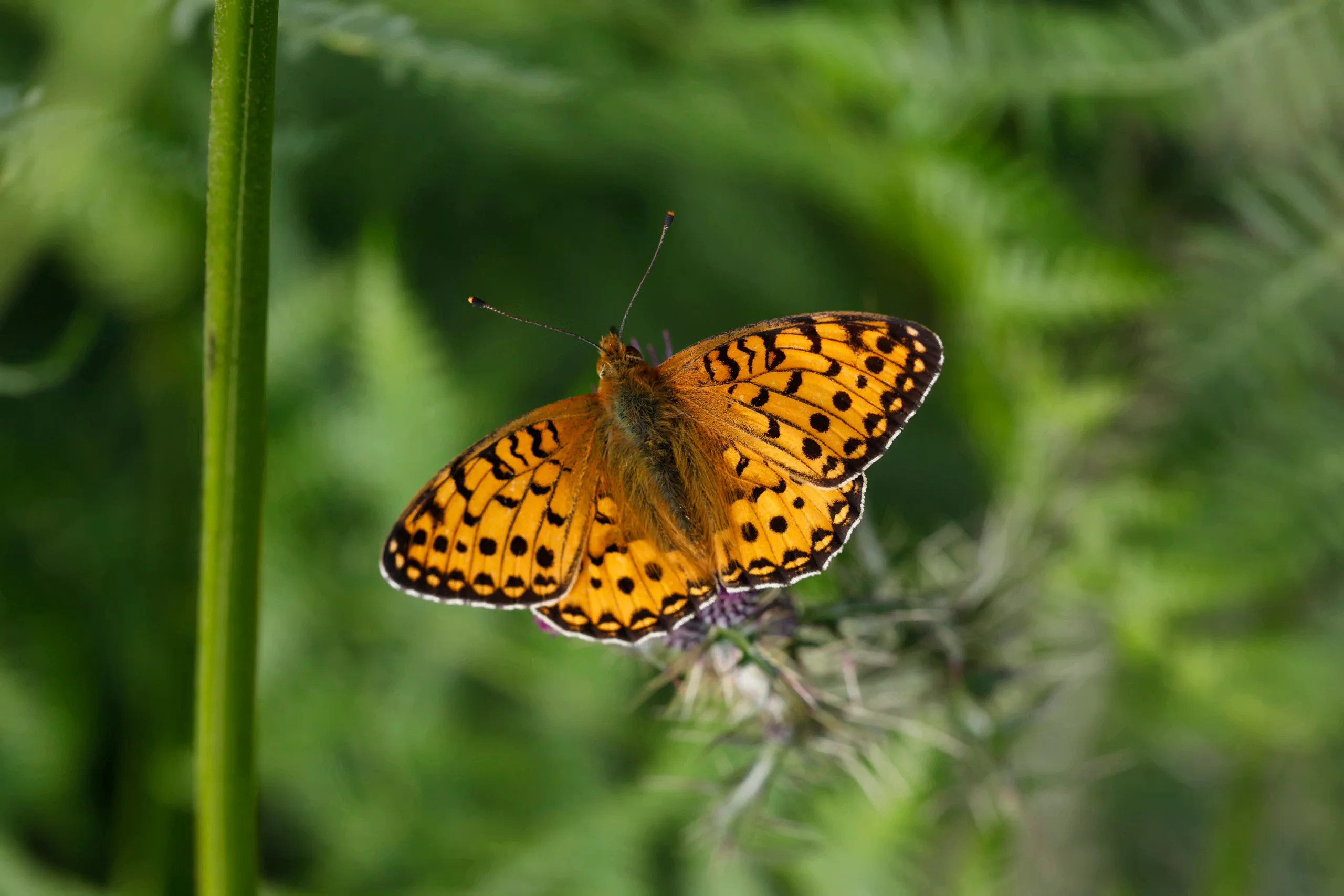 Butterflies, moths and glow-worm