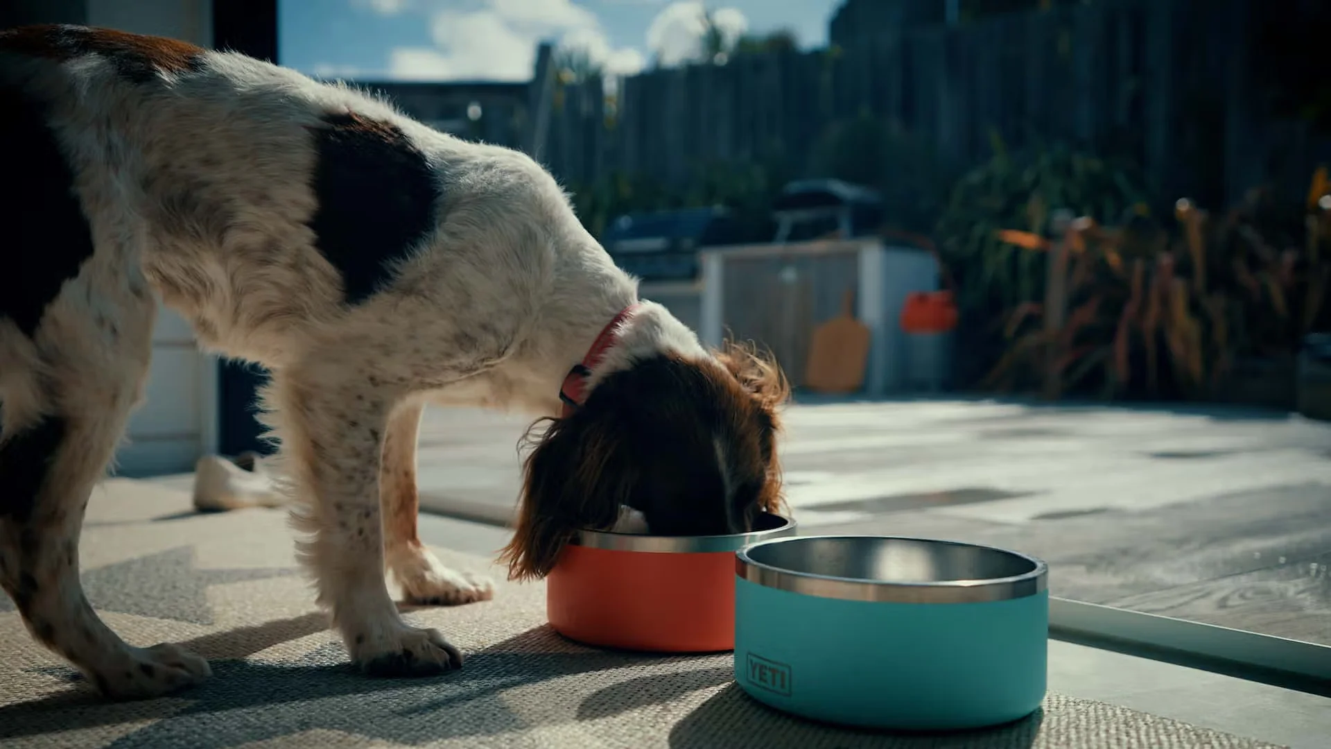 Luxury Dog Friendly Beach Houses In Cornwall