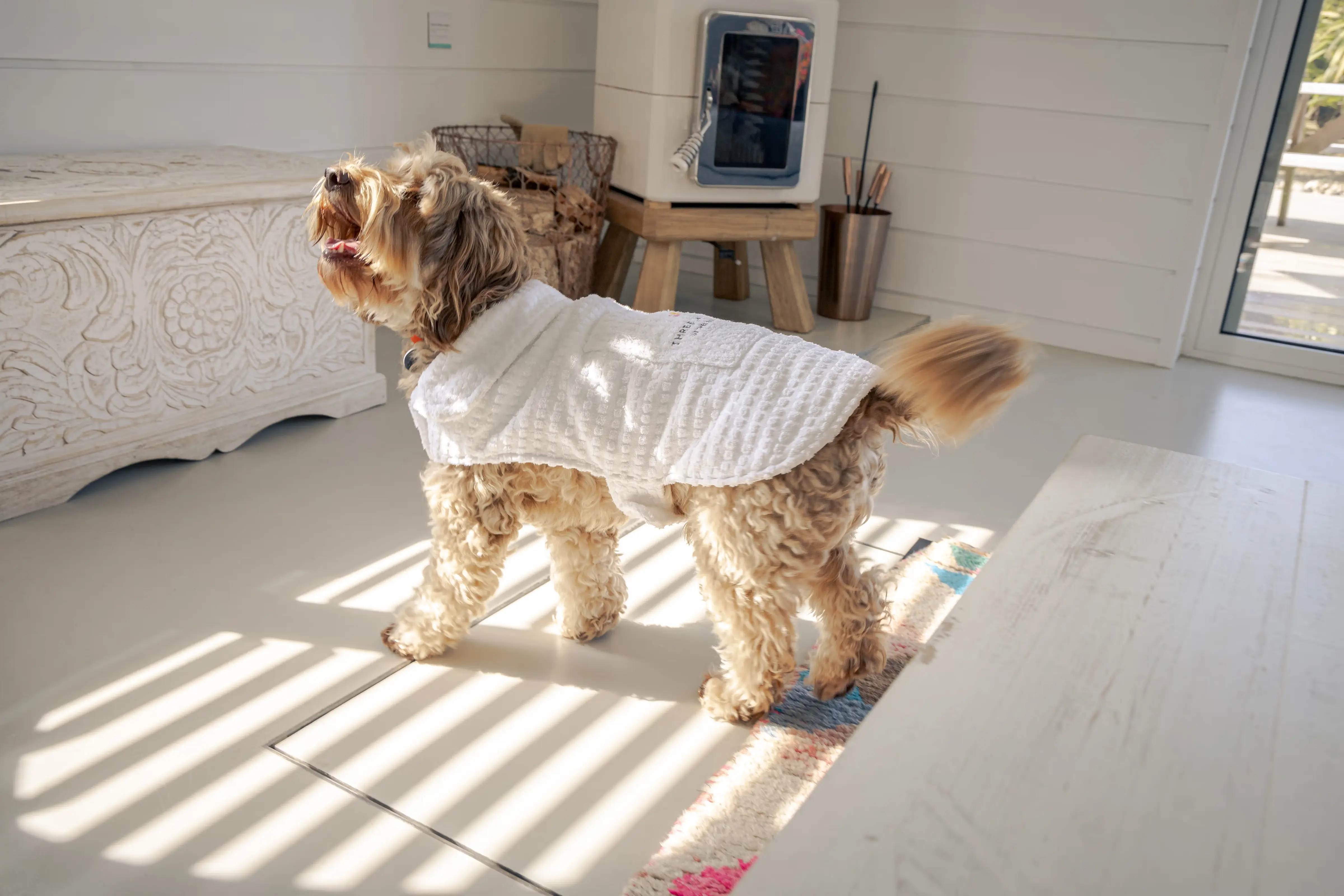The most dog friendly holiday in Cornwall